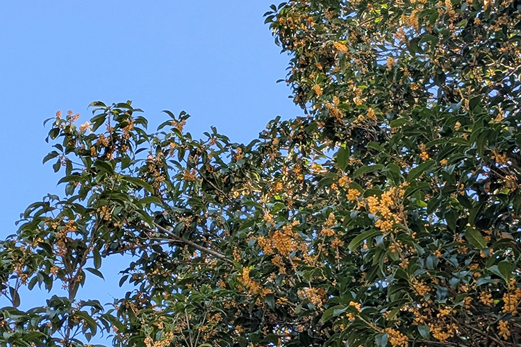 10月15日＊のぼる農園だより